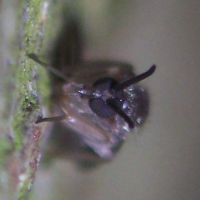 mycetobia_pallipes_female_ant.jpg