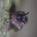 mycetobia_pallipes_female_ant_t1.jpg