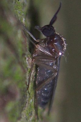 mycetobia_pallipes_female_lat.jpg