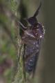 mycetobia_pallipes_female_lat_t1.jpg