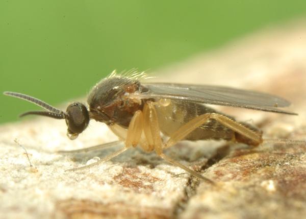 mycetobia_pallipes_male_a2405_pd8890.jpg