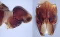mycetobia_pallipes_male_a2405a_t1.jpg