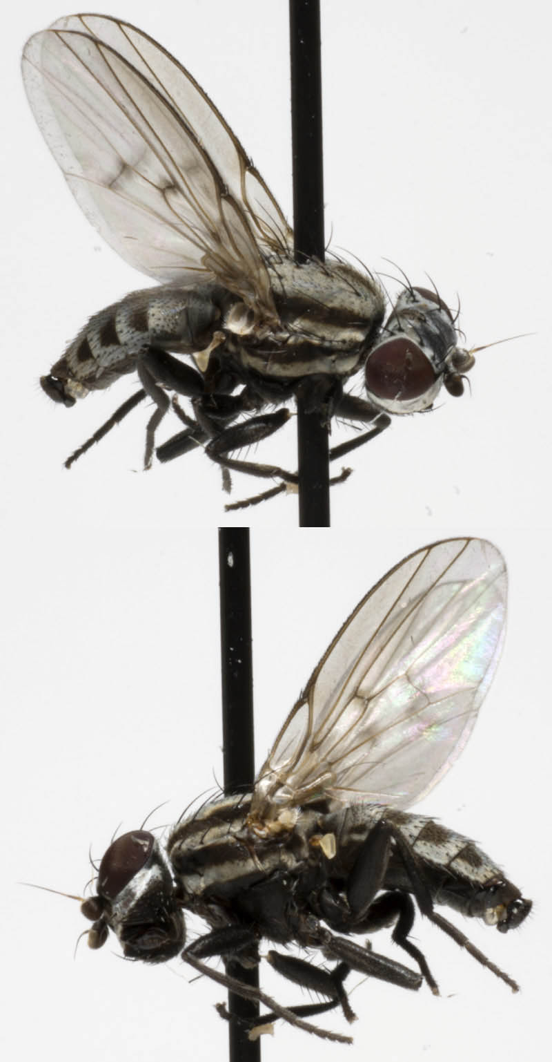 Odiniidae: Neoalticomerus formosus (male) (1)