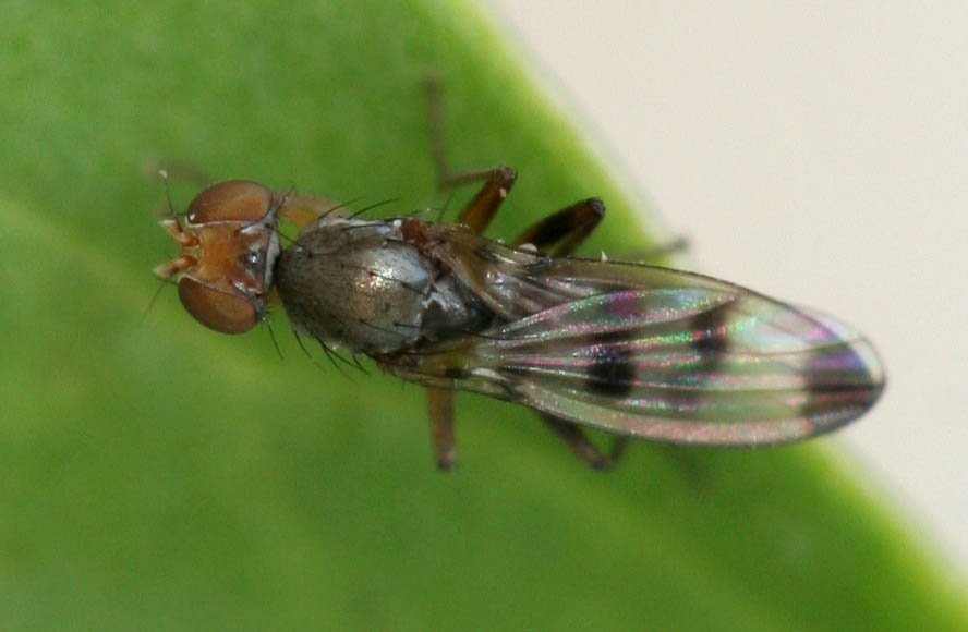 Opomyzidae: Geomyza tripunctata (1)