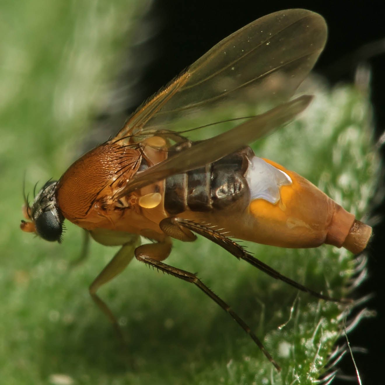 Phoridae: Phalacrotophora fasciata (female) (3)