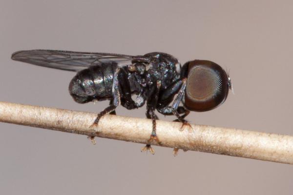 tomosvaryella_female_3mm_cantarrijan81.jpg