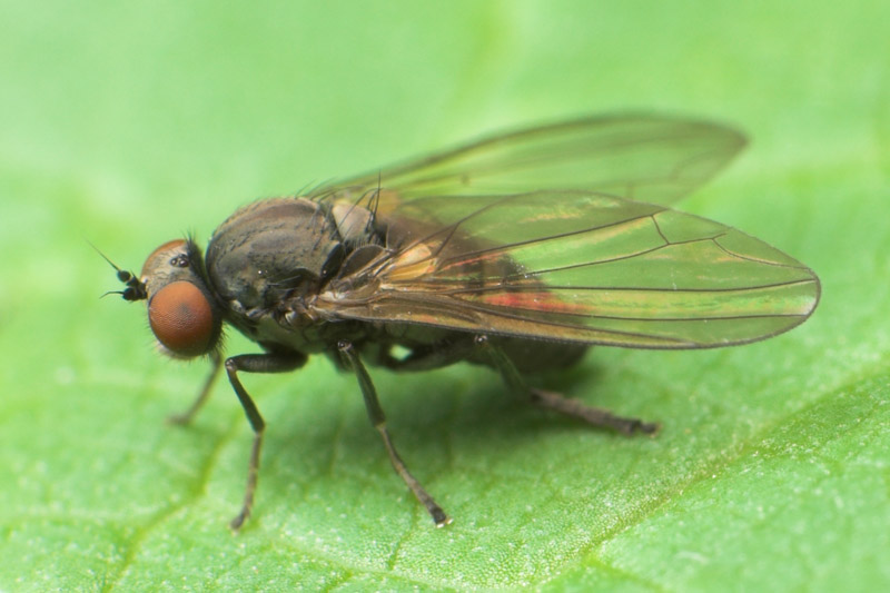 Platypezidae: Platypeza aterrima (female) (1)
