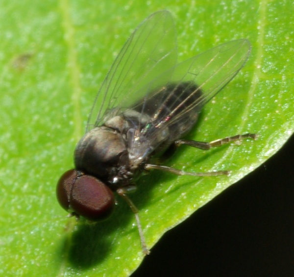 lindneromyia_hungarica.jpg