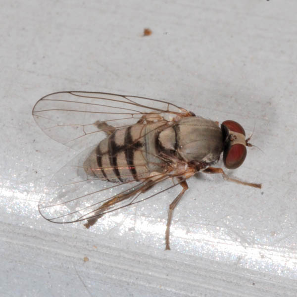 lindneromyia_hungarica_female_nf2423.jpg