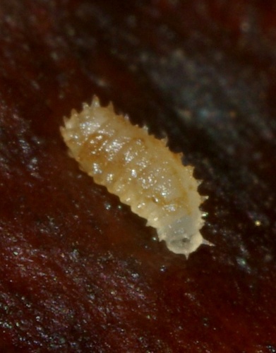 protoclythia_rufa_larva1.jpg