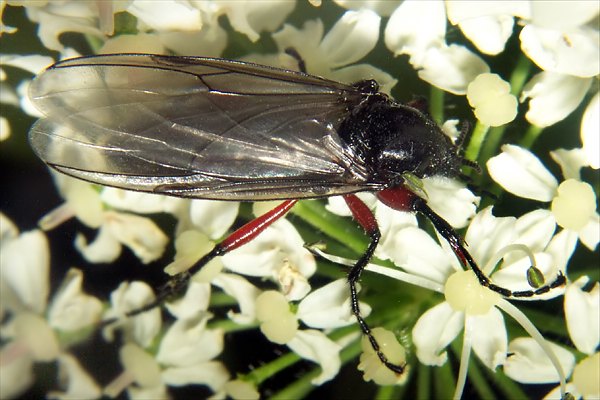 0110-0104-dip-bibionidae-bibio-pomonae-female-arntal-030804.jpg