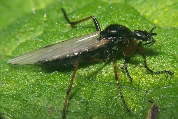 0876-dip-bibionidae-bibio-lanigerus-female-gamperbach-010903kb.jpg