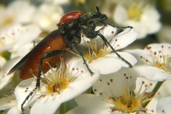 Bibionidae: Bibio hortulanus (female) (1)