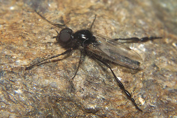 8851-dip-bibionidae-bibio-clavipes-male-schwarzsee-270803.jpg