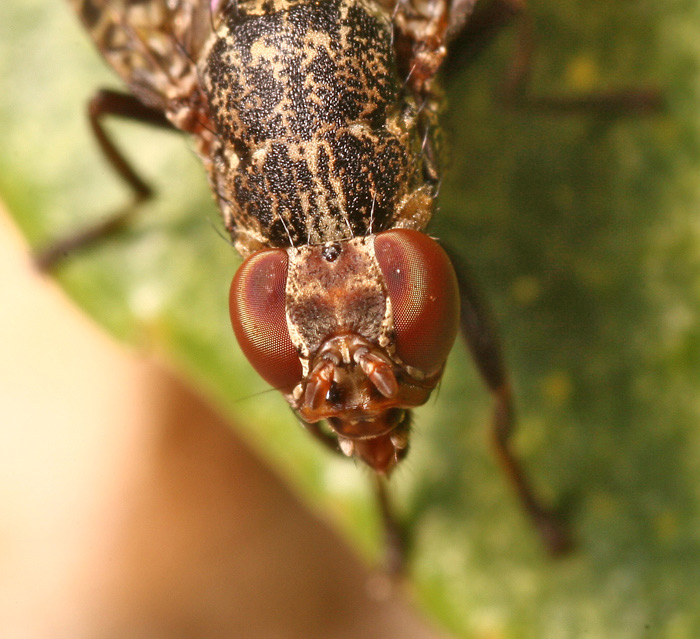 Platystomatidae: Platystoma lugubre (3)