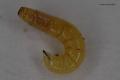 larva-2007-12-01-6387_t1.jpg