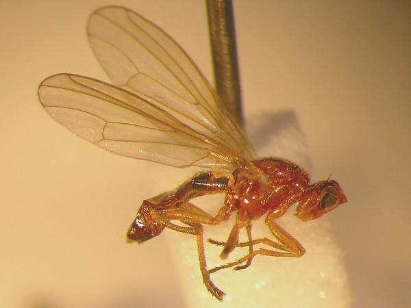 psilosoma_audouini_female.jpg