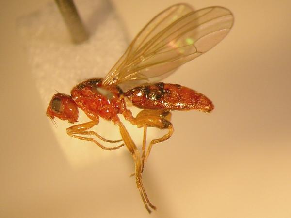 psilosoma_audouini_male.jpg