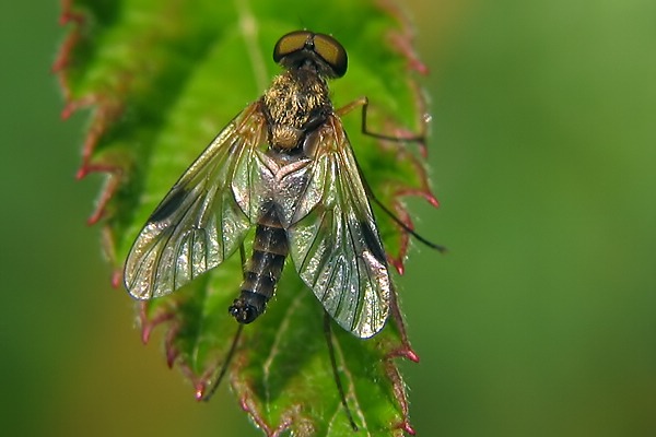 1194-1196-dip-rhagionidae-chrysopilus-nubecula-male-kalksteinerbach-010805.jpg