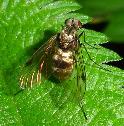 chrysopilus1.jpg