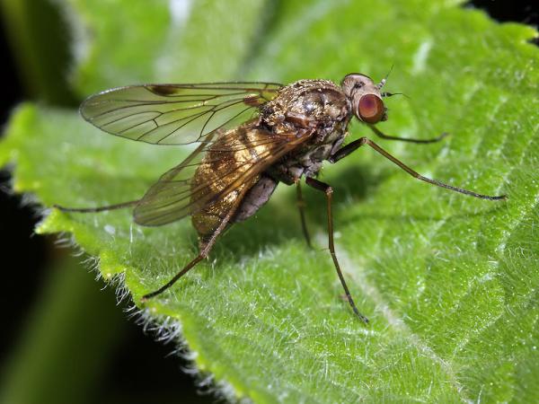 chrysopilus_cristatus02b_fe.jpg