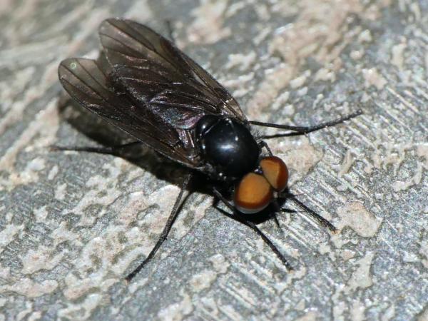 ptiolina_sp_m4.jpg