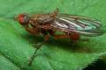 Click to view 0001-1963-dip-scathophagidae-scathophaga-suilla-stentenberg-170506_t1.jpg