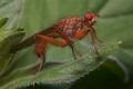 Click to view 0001-dip-scathophagidae-scathophaga-suilla-stentenberg-170506_t1.jpg