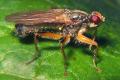 Click to view 0278-0285-dip-scathophagidae-norellisoma-striolatum-grossglockner-040804_t1.jpg
