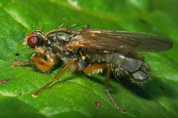 Scathophagidae: Norellisoma striolatum (male) (1)