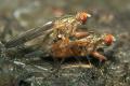 Click to view 0289-0287-dip-scathophagidae-scathophaga-lutaria-arntal-050903_t1.jpg