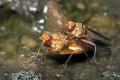 Click to view 0289-dip-scathophagidae-scathophaga-lutaria-arntal-050903_t1.jpg