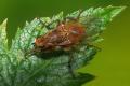 Click to view 0787-0789-dip-scathophagidae-scathophaga-stercoraria-male-arntalerlenke-010804kb_t1.jpg