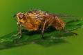 Click to view 0787-dip-scathophagidae-scathophaga-stercoraria-male-arntalerlenke-010804kb_t1.jpg