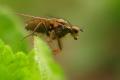Click to view 5298-dip-scathophagidae-scathophaga-stercoraria-hemmerich-230406kb_t1.jpg