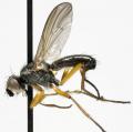 Click to view amaurosaoma_articulatum_jf09-0100_t1.jpg