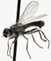 Click to view amaurosoma_tibiellum_jf09-0129_t1.jpg
