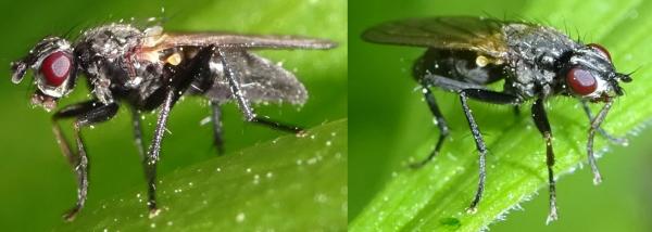 Click to view full image cordilura_atrata_6.jpg