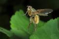 Click to view dipterainfo_6712-raw_t1.jpg