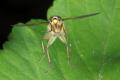 Click to view dipterainfo_6723-raw_t1.jpg