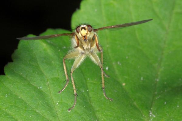 dipterainfo_6723-raw.jpg