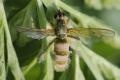 Click to view entomophthora_t1.jpg