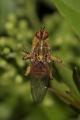 Click to view img_3795dipt_t1.jpg