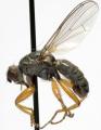 Click to view microprosopa_pallicauda_jf09-1070_t1.jpg