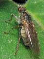 Click to view scathophaga_litorea_male_1-2_t1.jpg