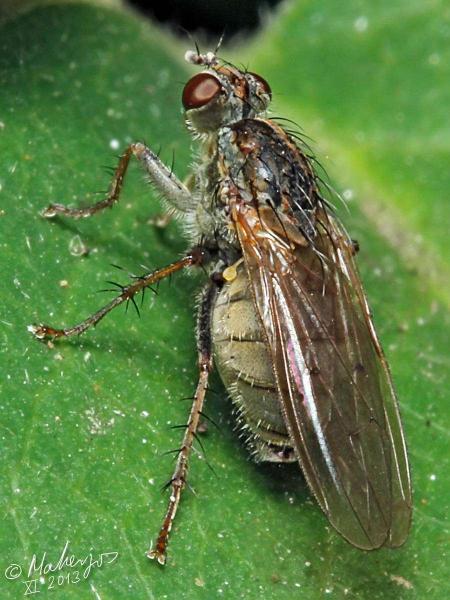 scathophaga_litorea_male_1-2.jpg