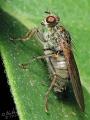 Click to view scathophaga_litorea_male_2-2_t1.jpg