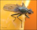 scathophaga_stercoraria_20060707_sweden_1b_t1.jpg