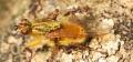 Click to view scathophagastercoraria_t1.jpg