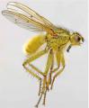 Click to view scathophagastercoraria_t1_1.jpg